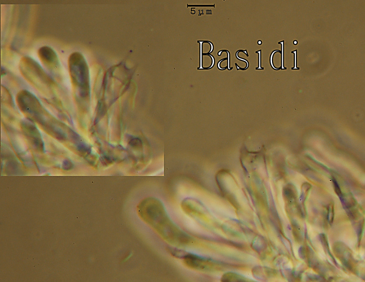 Ritrovamento n� 5 del 26-11-2011 (Irpex lacteus)